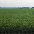 313-0240 Corn Field